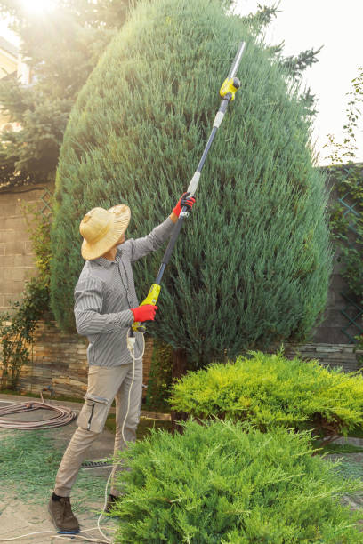 Lawn Renovation and Restoration in Chula Vista, CA